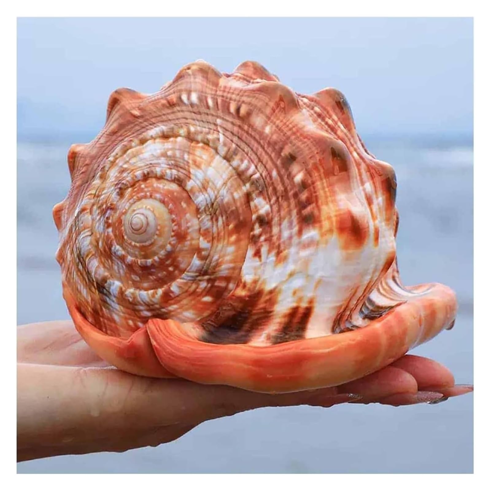 Amazon.co.jp: 巨大な海の巻貝，大きな貝殻， 天然の海のビーチの貝殻